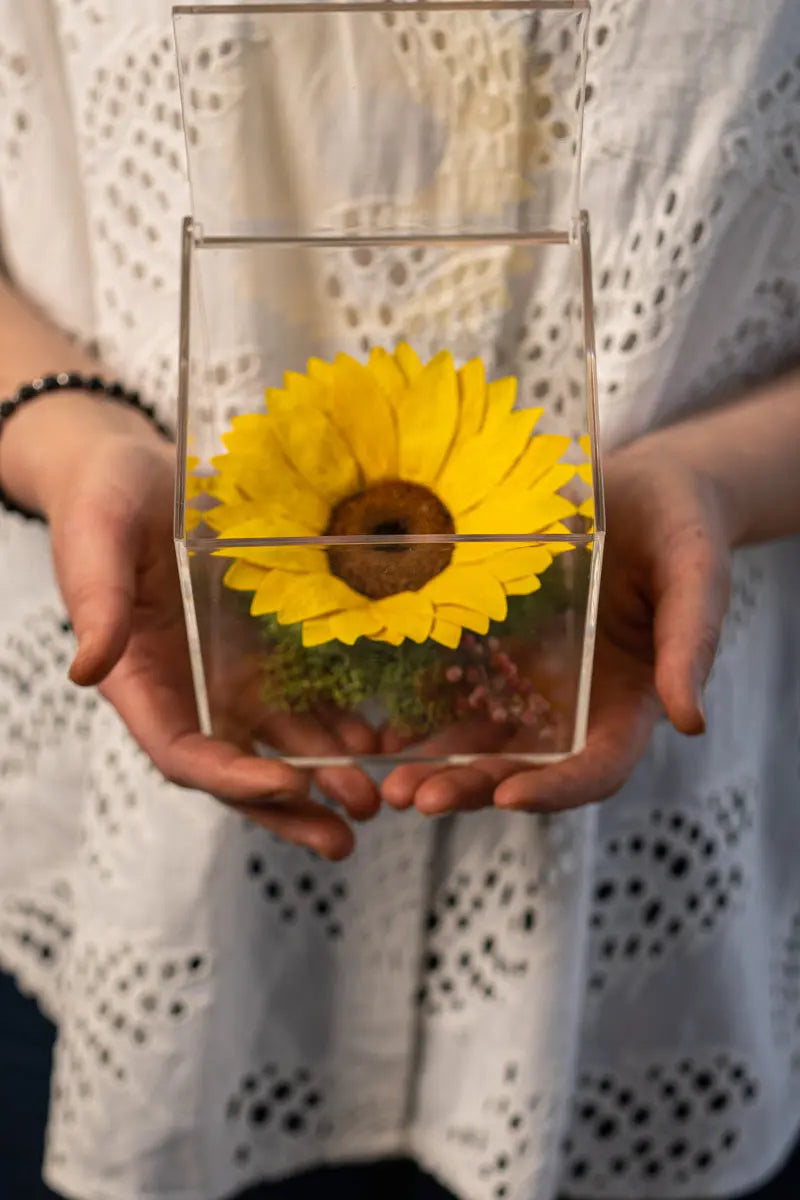 Girasole stabilizzato in box acrilico tenuto tra le mani, Emozioni Fiori Torino