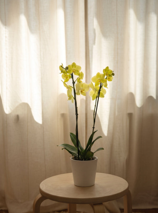 Orchidea phalaenopsis gialla a due steli in vaso bianco, su uno sgabello di legno