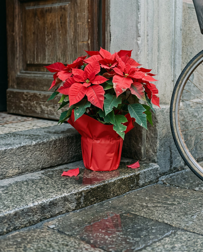 Stella di Natale a Torino: significato, cura e come regalarla con consegna a domicilio