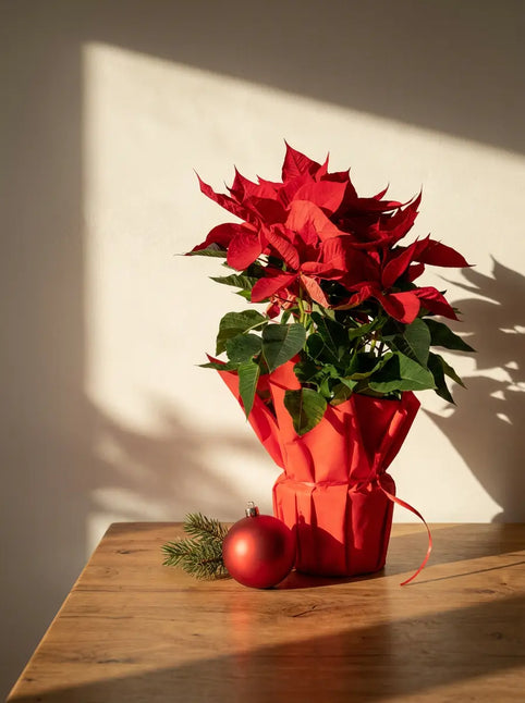 Stella di Natale a Torino: significato, cura e come regalarla con consegna a domicilio