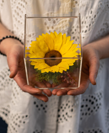 Girasole stabilizzato in scrigno
