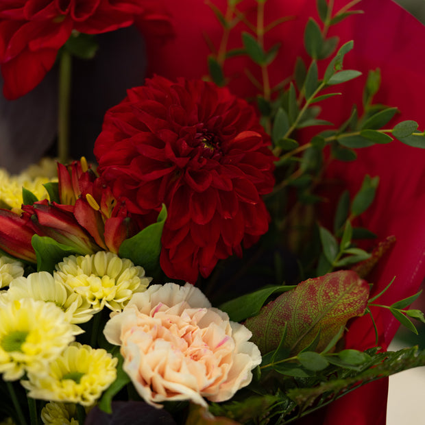 Bouquet con Dalie Rosse, Rose Crema e San Carlini Gialli | Consegna a Torino