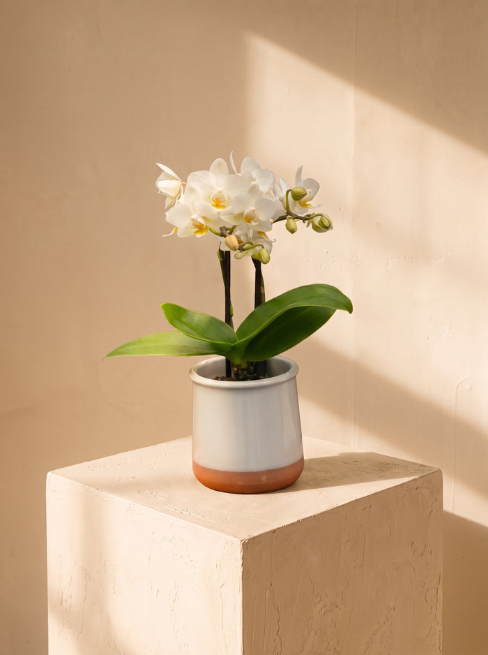 Mini orchidea 2 steli | Emozioni Fiori Torino