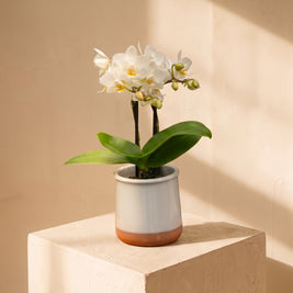 Mini orchidea 2 steli | Emozioni Fiori Torino