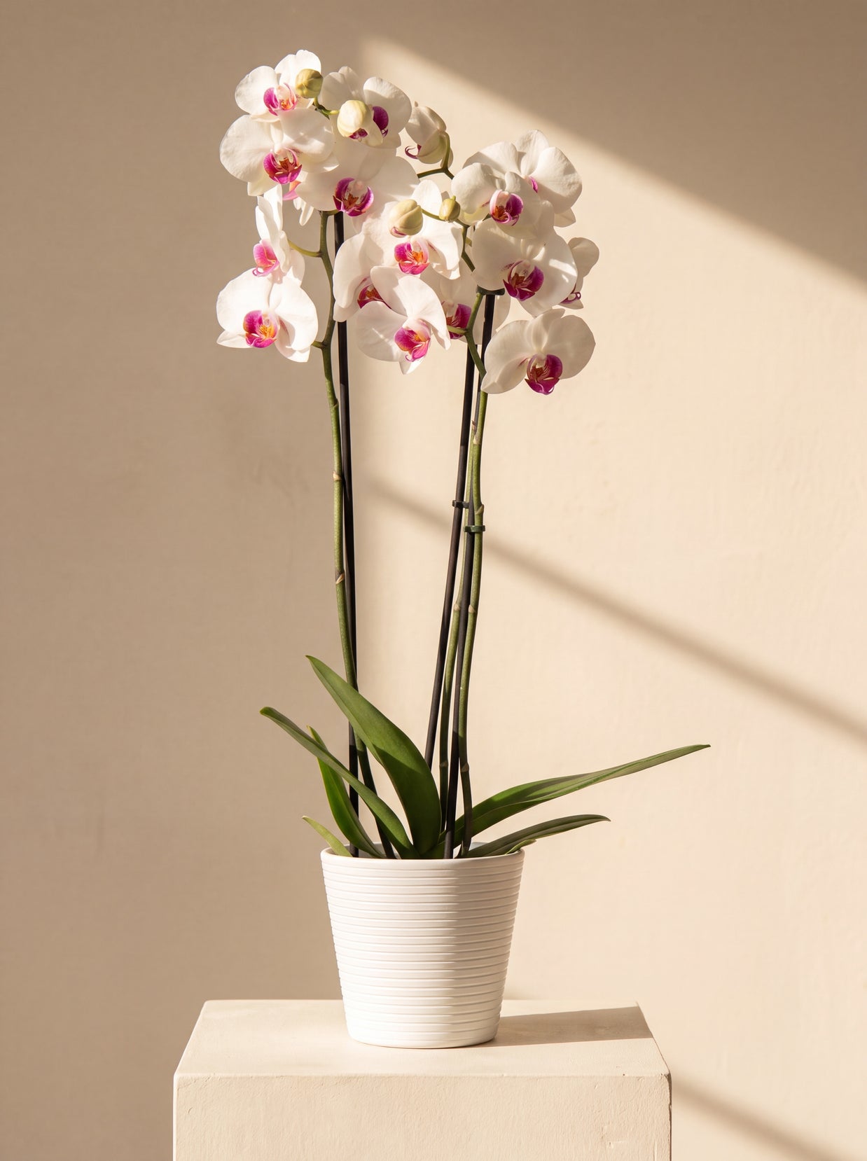Orchidea Bianca 2 Steli in vaso bianco su colonna crema | Emozioni Fiori Torino