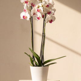 Orchidea Bianca 2 Steli in vaso bianco su colonna crema | Emozioni Fiori Torino