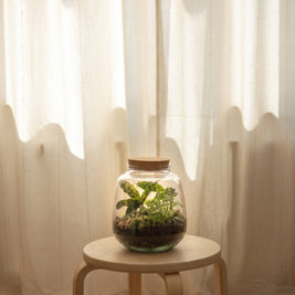 Terrarium in vetro | Emozioni Fiori Torino