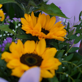 Bouquet di girasoli freschi – Consegna a Torino