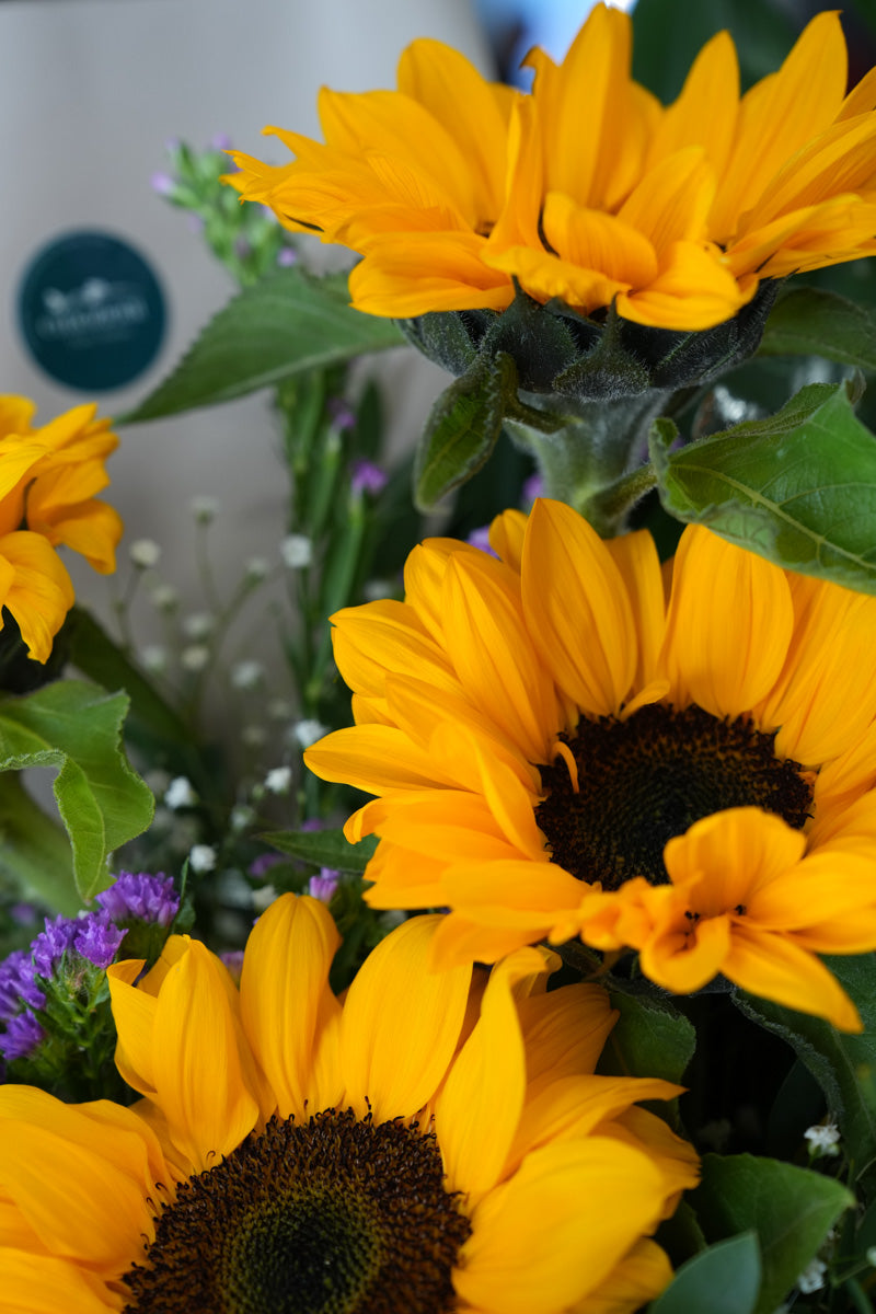 Bouquet di girasoli freschi – Consegna a Torino