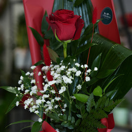 Rose Rosse Confezionate – scegli da 1 a 12 Rose | Consegna a Torino