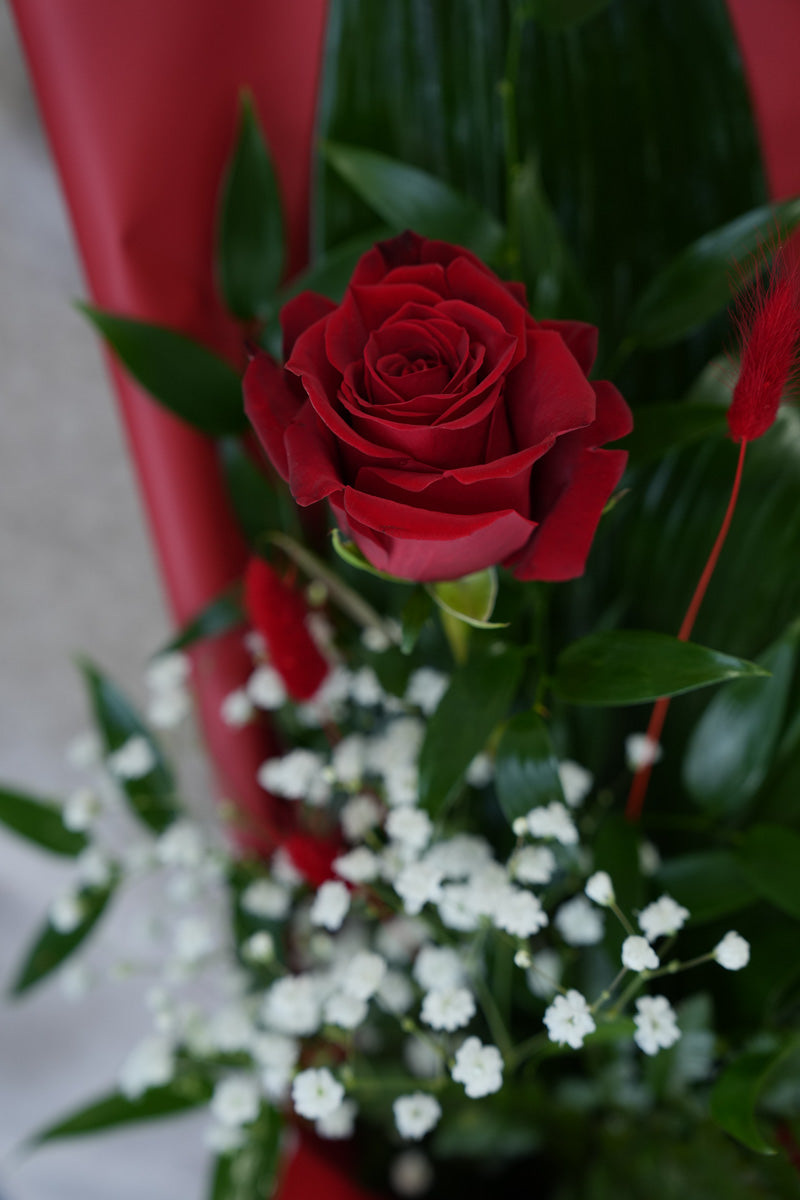 Rose Rosse Confezionate – scegli da 1 a 12 Rose | Consegna a Torino