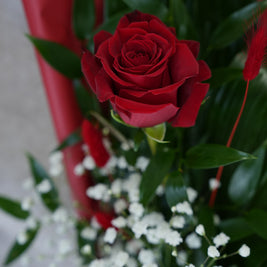 Rose Rosse Confezionate – scegli da 1 a 12 Rose | Consegna a Torino