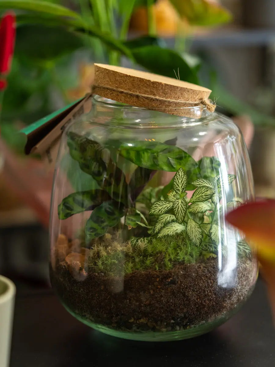 Terrarium Verde in Vetro – Ecosistema Autonomo Emozioni