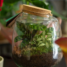 Terrarium Verde in Vetro – Ecosistema Autonomo Emozioni