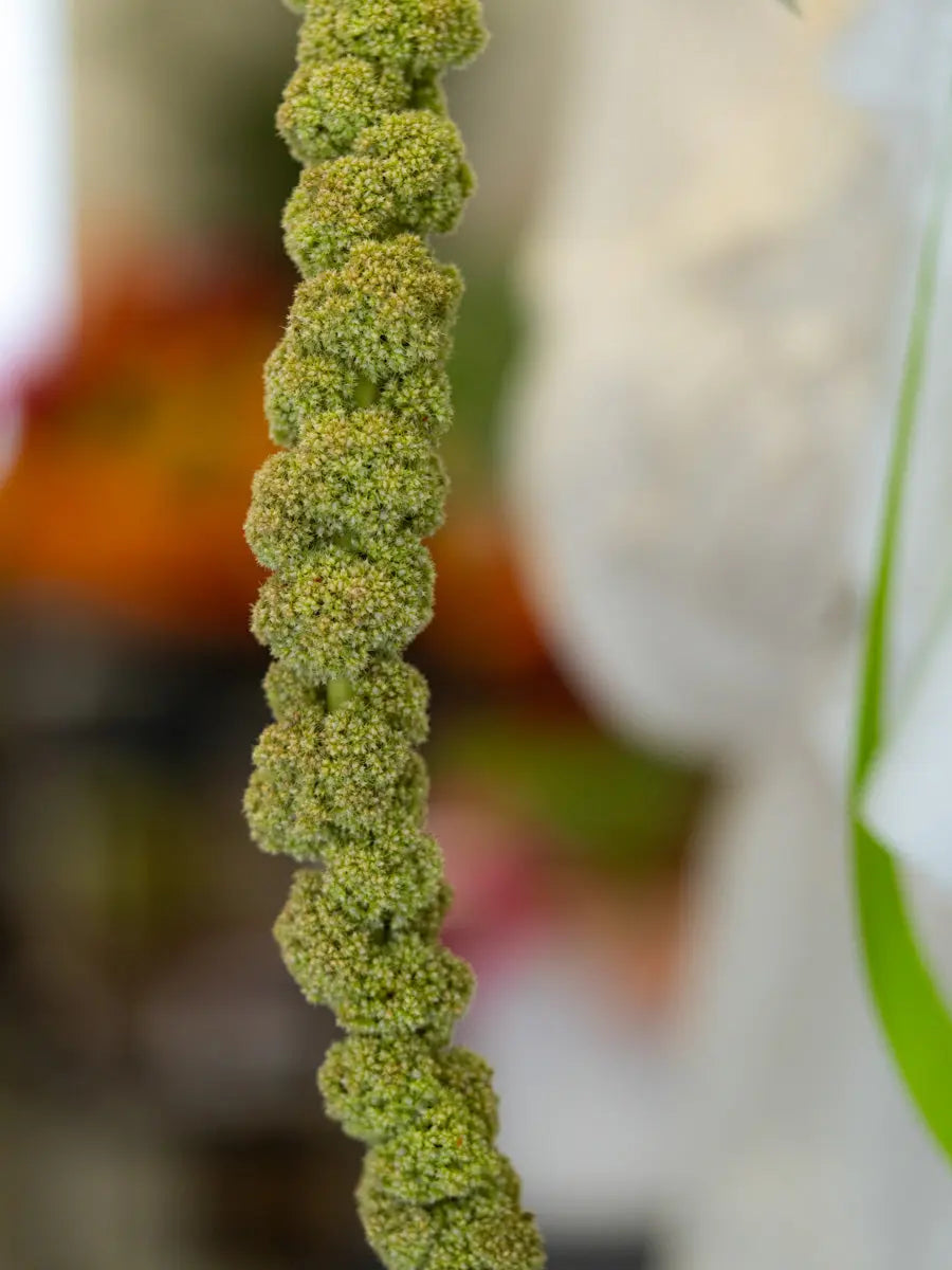 Bouquet Bianco e Verde con Rose e santini | Consegna a Torino Emozioni