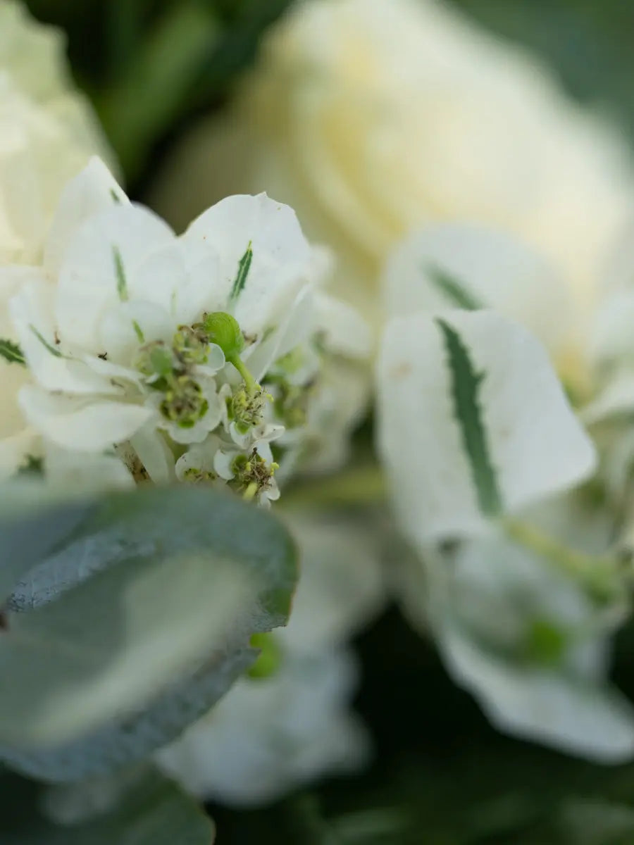 Bouquet Bianco e Verde con Rose e santini | Consegna a Torino Emozioni
