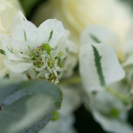 Bouquet Bianco e Verde con Rose e santini | Consegna a Torino Emozioni