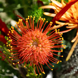 Bouquet con Crisantemi Arancio e Fiori di Stagione | Consegna a Torino Emozioni