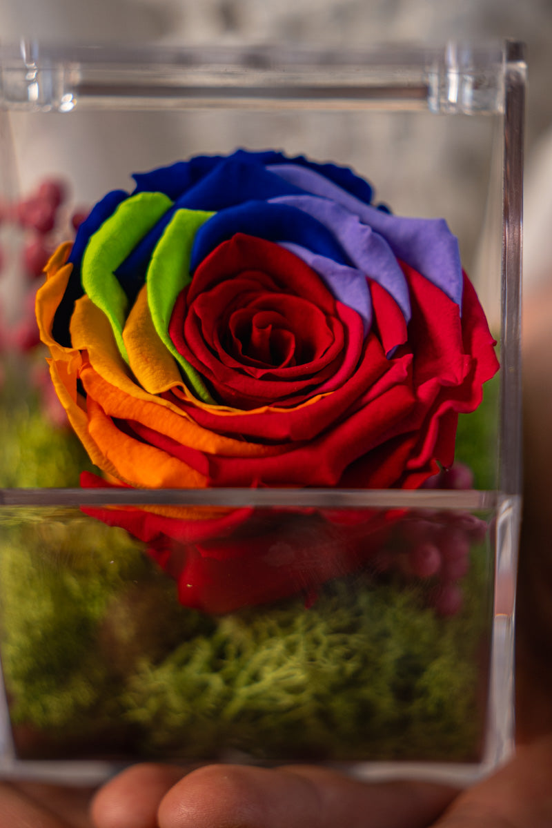 Rosa Stabilizzata Arcobaleno in Box Acrilico
