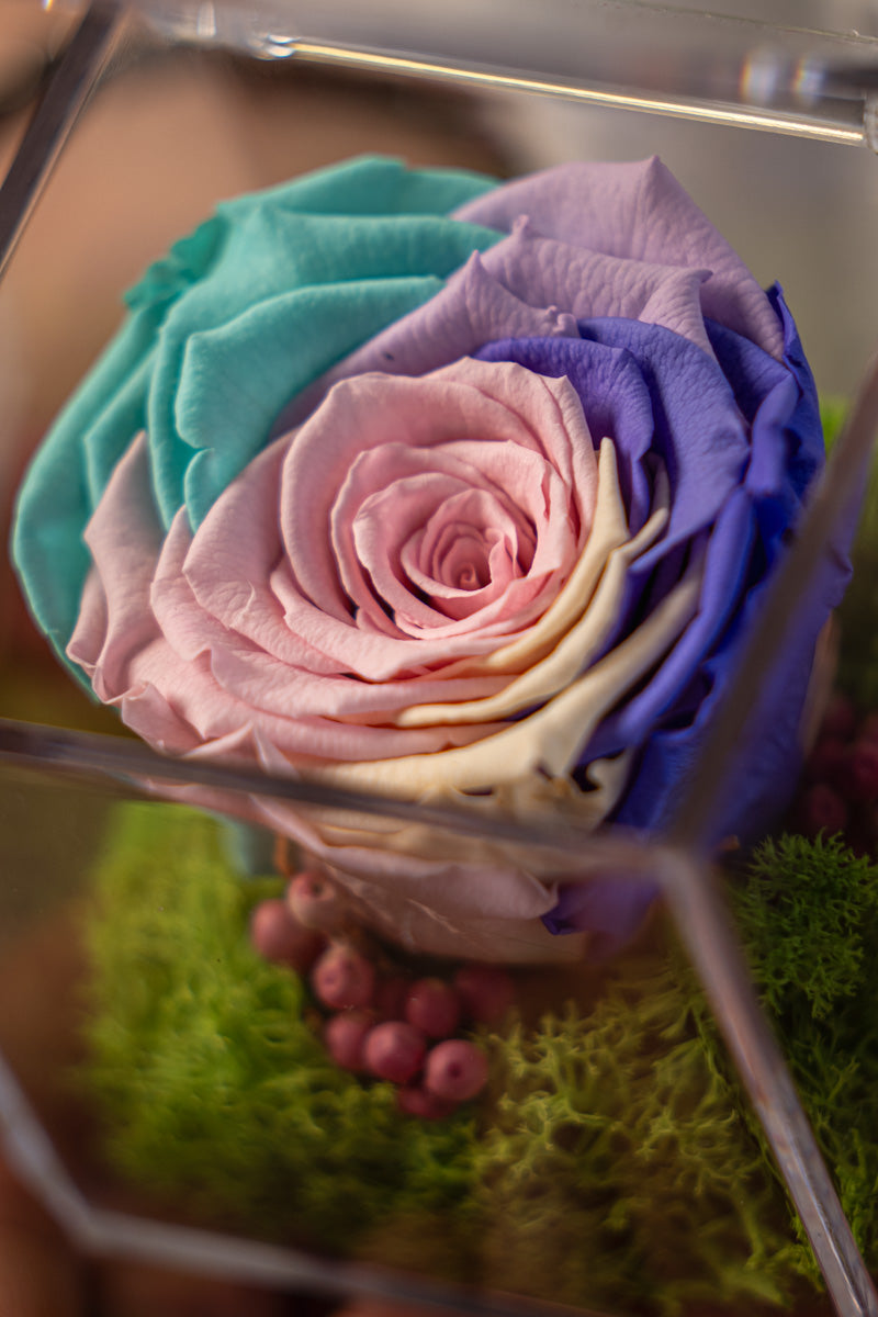 Rosa Stabilizzata Pastello Multicolore in Box | Regalo Elegante
