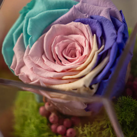 Rosa Stabilizzata Pastello Multicolore in Box | Regalo Elegante Emozioni