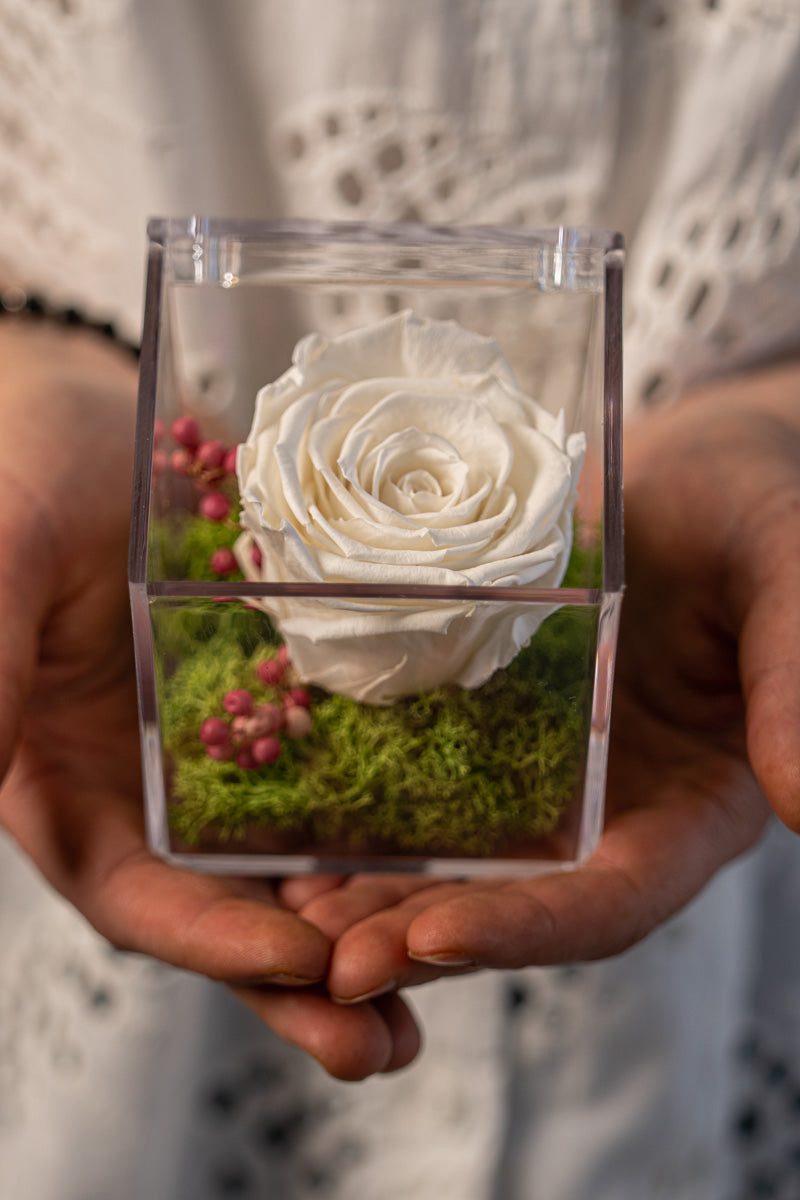 Rosa Stabilizzata Bianca in Box | Eleganza Senza Tempo