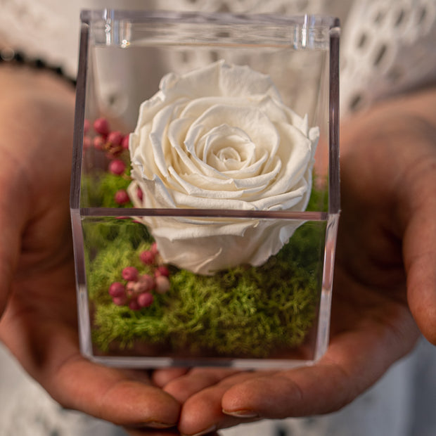 Rosa Stabilizzata Bianca in Box | Eleganza Senza Tempo