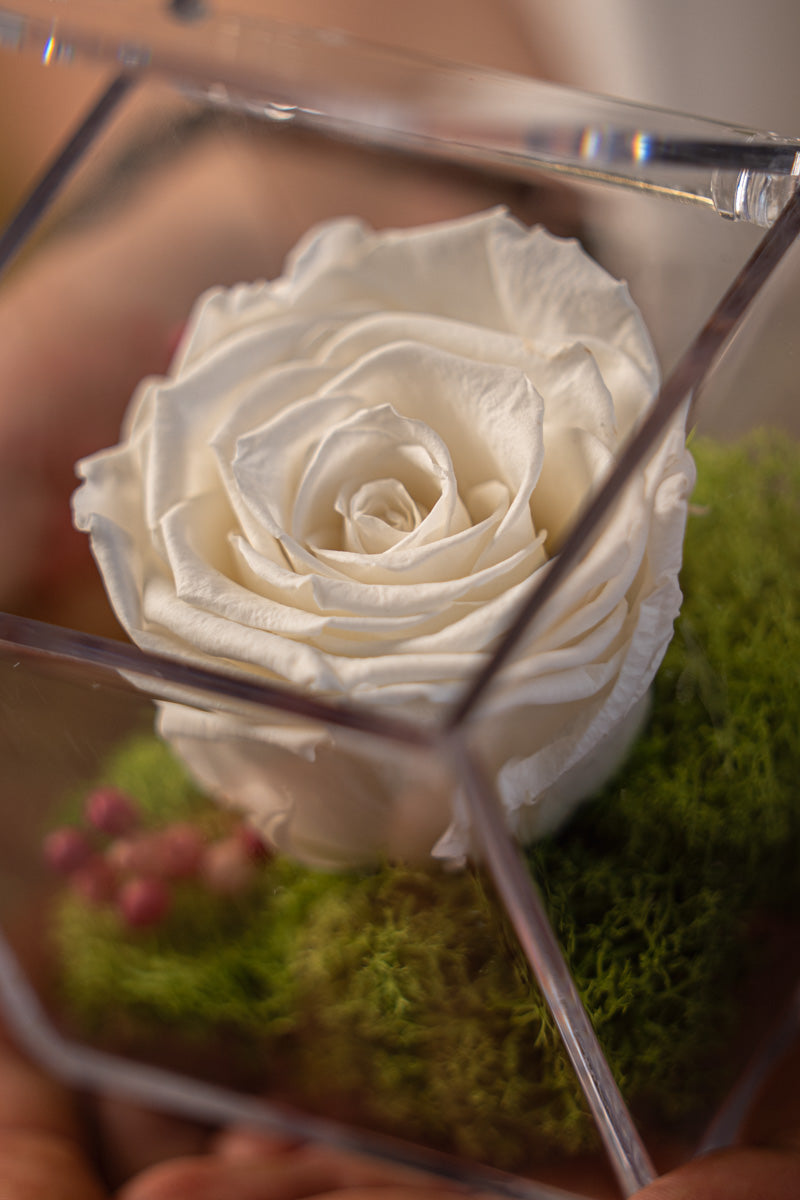 Rosa Stabilizzata Bianca in Box | Eleganza Senza Tempo