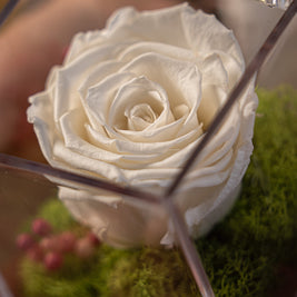 Rosa Stabilizzata Bianca in Box | Eleganza Senza Tempo