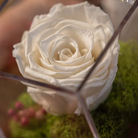 Rosa Stabilizzata Bianca in Box | Eleganza Senza Tempo Emozioni