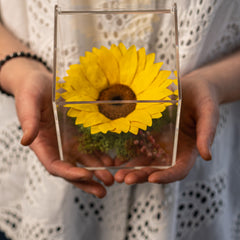 Girasole Stabilizzato in Box