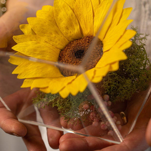 Girasole Stabilizzato in Box