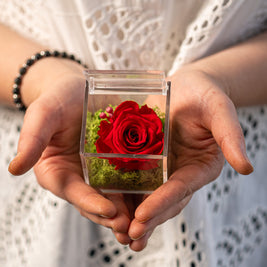 Rosa Stabilizzata Rossa in scrigno