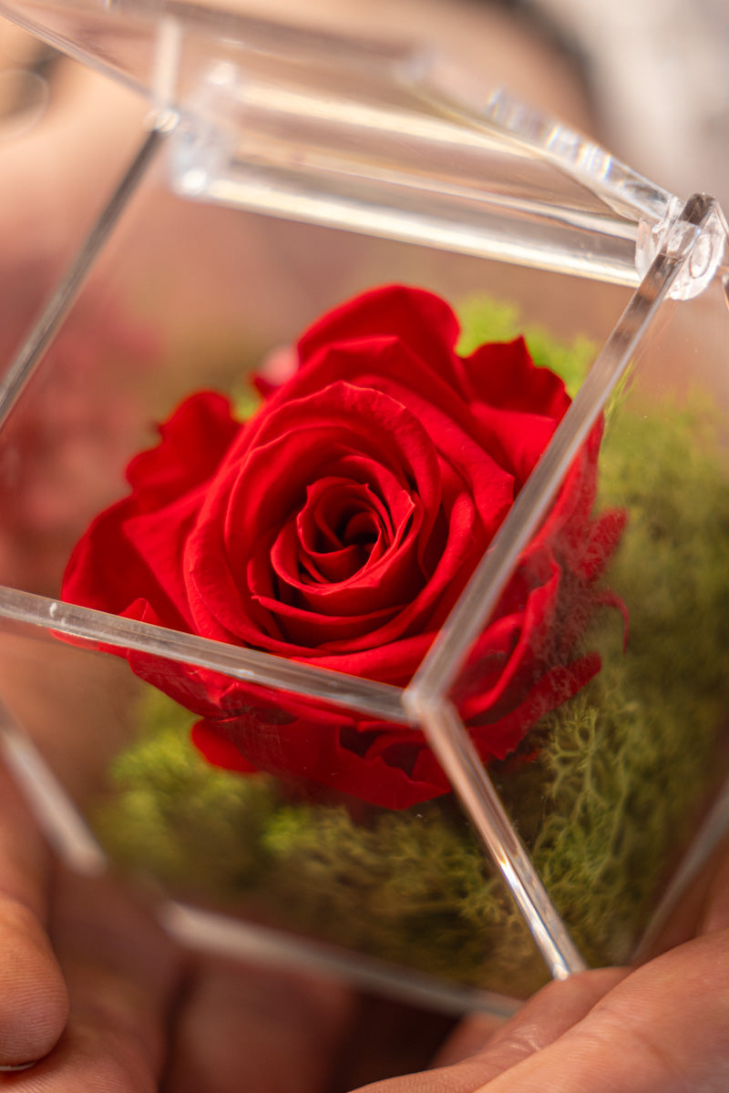 Rosa Stabilizzata Rossa in scrigno