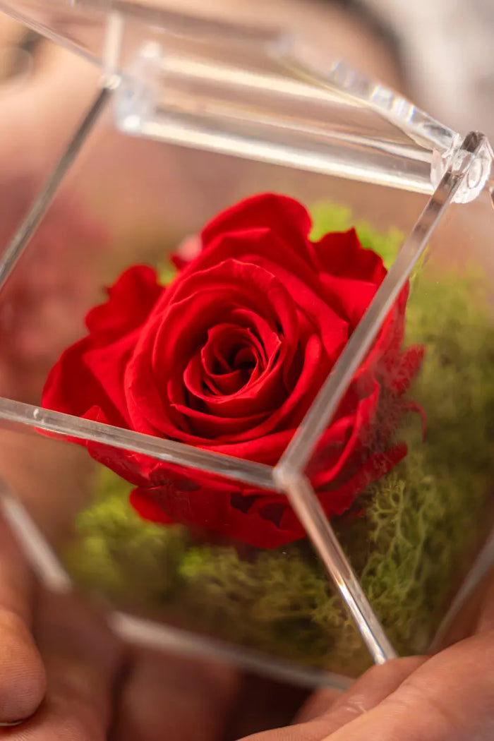 Rosa Stabilizzata Rossa in scrigno Emozioni