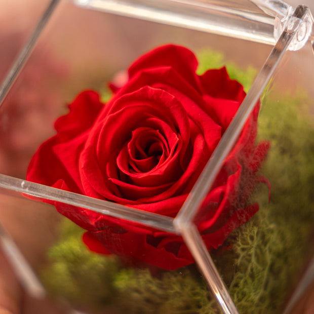 Rosa Stabilizzata Rossa in scrigno