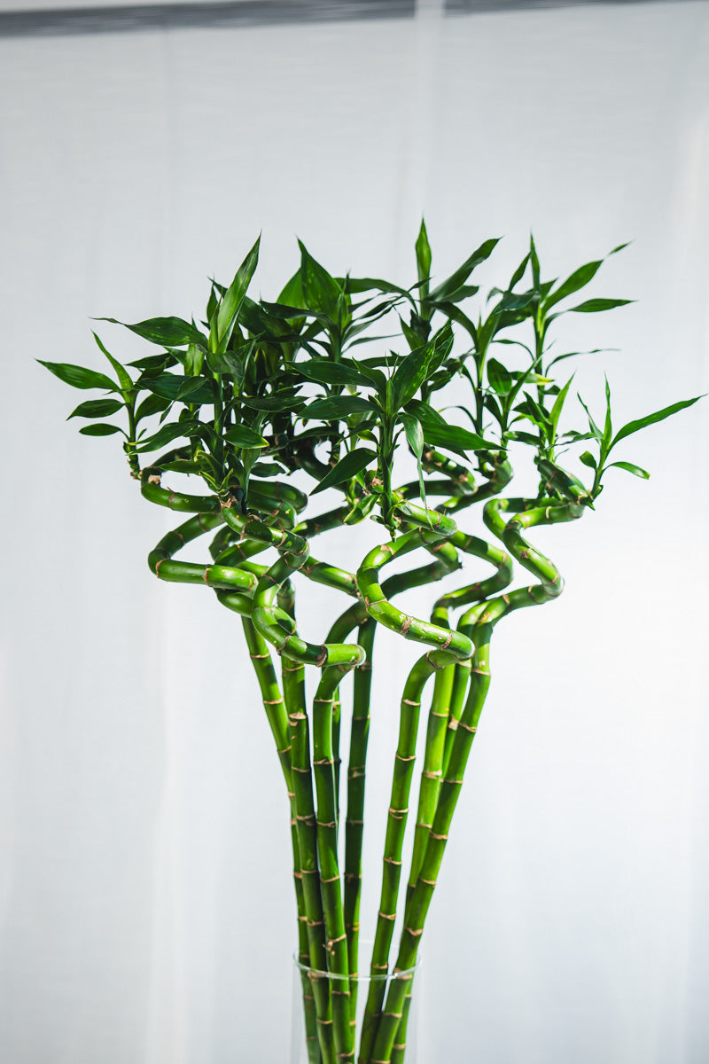Lucky Bamboo Intrecciato – Portafortuna Decorativo