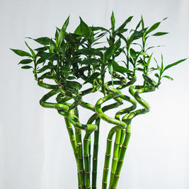 Lucky Bamboo Intrecciato – Portafortuna Decorativo