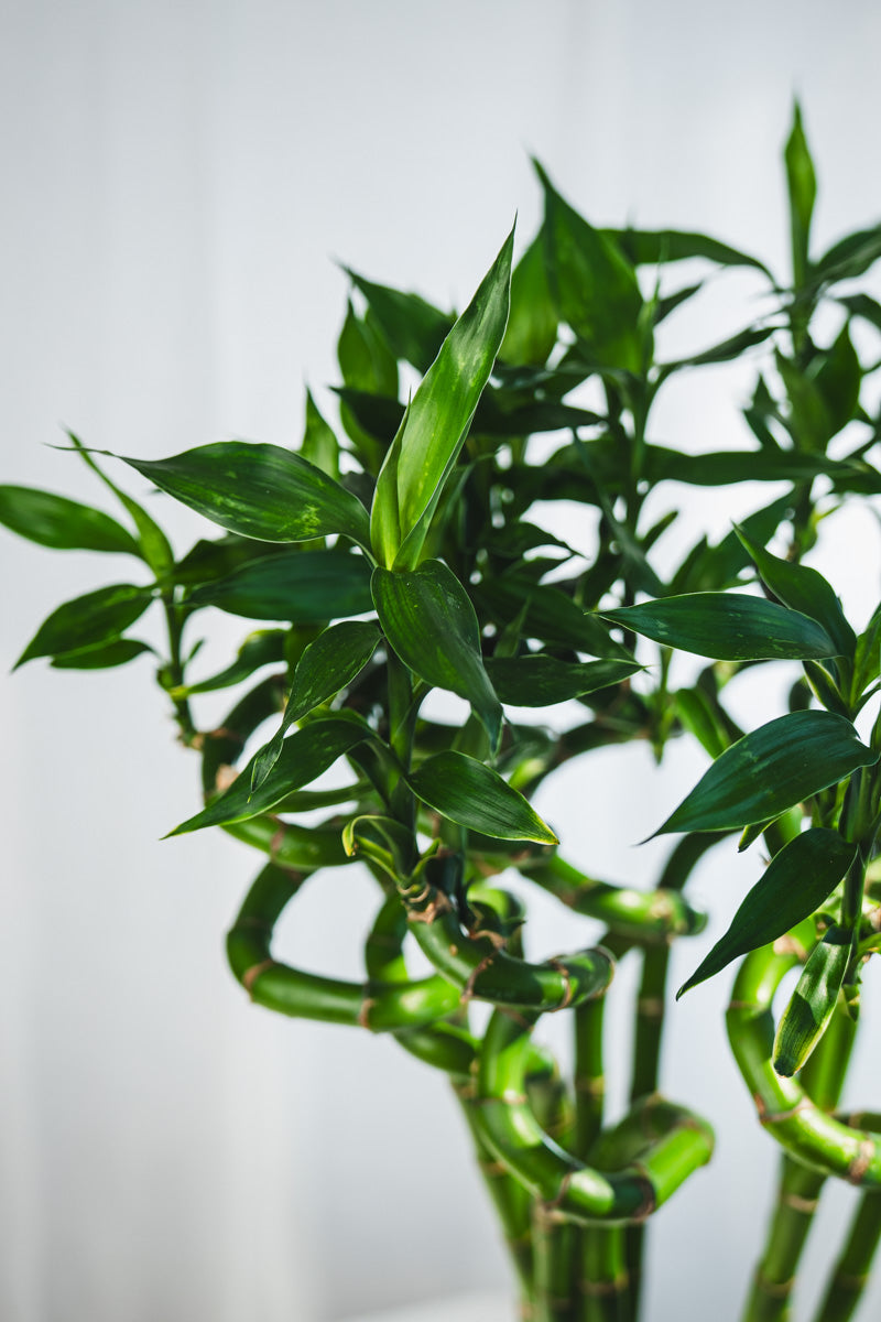 Lucky Bamboo Intrecciato – Portafortuna Decorativo