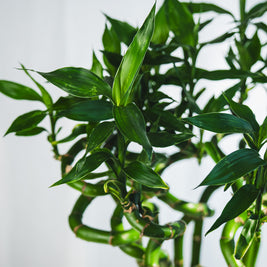 Lucky Bamboo Intrecciato – Portafortuna Decorativo