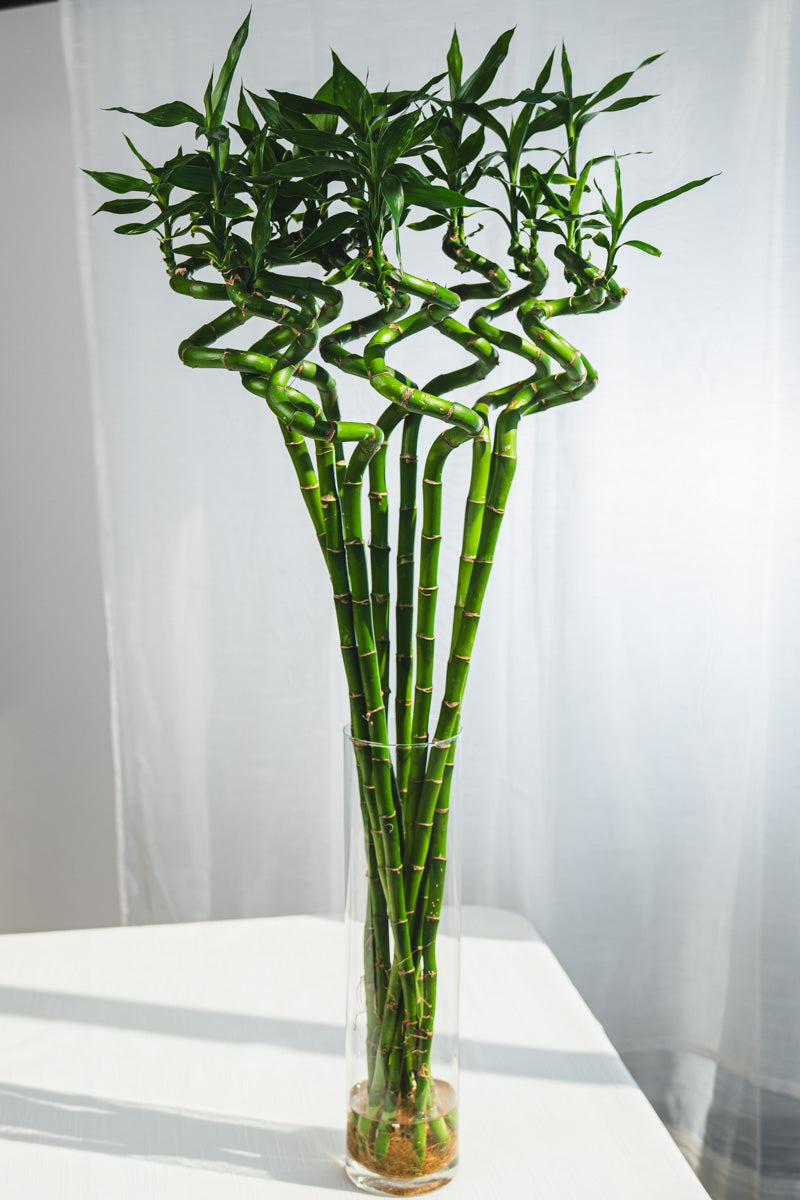 Lucky Bamboo Intrecciato – Portafortuna Decorativo