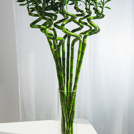 Lucky Bamboo Intrecciato – Portafortuna Decorativo