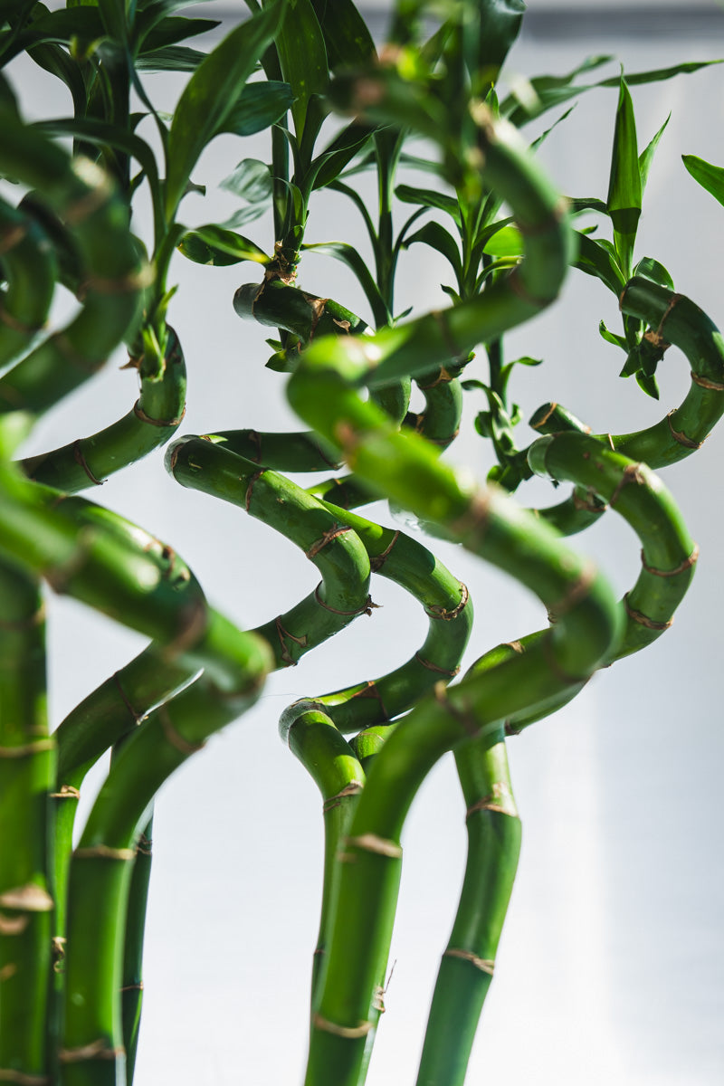 Lucky Bamboo Intrecciato – Portafortuna Decorativo