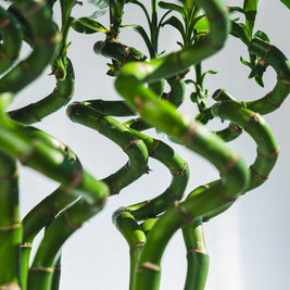 Lucky Bamboo Intrecciato – Portafortuna Decorativo