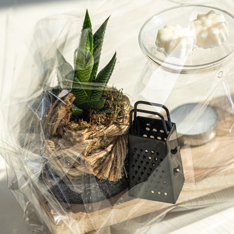 Kit Bruciatore con Tart Profumate e Piantina – Idea Regalo Artigianale