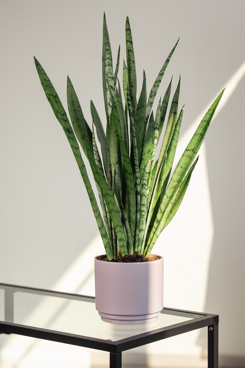 Sansevieria Laurenti – Pianta Snake Plant in Vaso Rosa