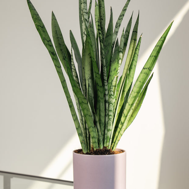 Sansevieria Laurenti – Pianta Snake Plant in Vaso Rosa