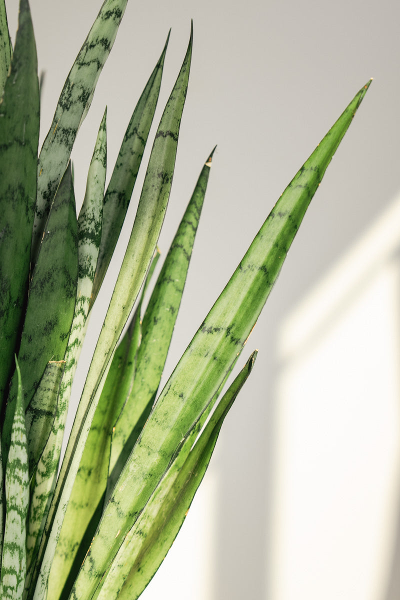 Sansevieria Laurenti – Pianta Snake Plant in Vaso Rosa