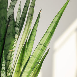 Sansevieria Laurenti – Pianta Snake Plant in Vaso Rosa