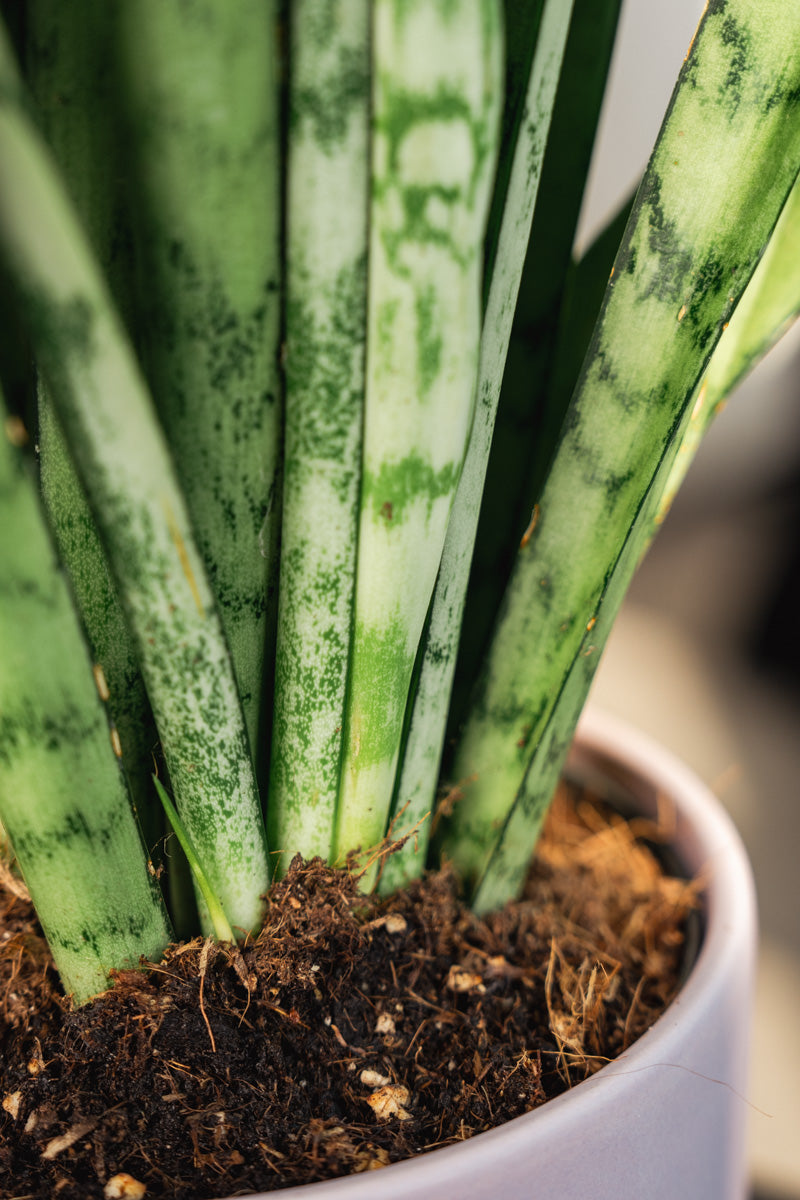 Sansevieria Laurenti – Pianta Snake Plant in Vaso Rosa
